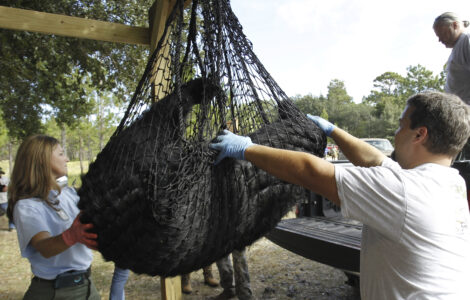 Conservationists sue to stop Florida's first black bear hunt in a decade